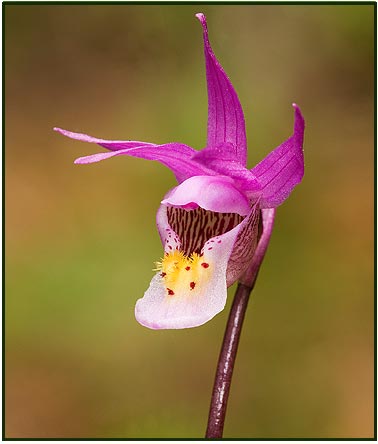 calypsoorchid