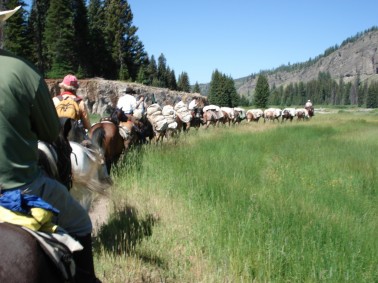 Mule-Dude-String-in-Yellowstone...              